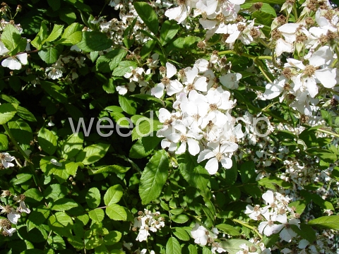 rose, multiflora